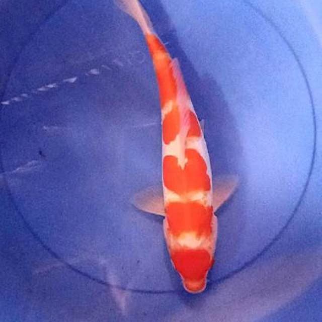 Doitsu M 35 cm