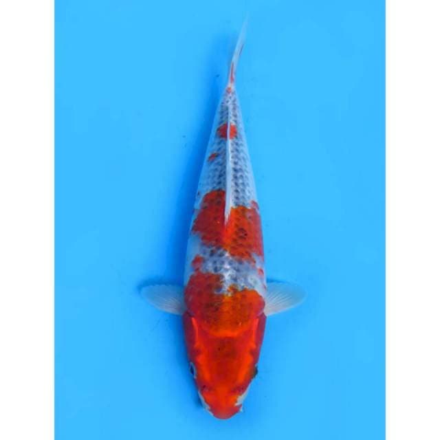 Red Ghosiki - 33cm