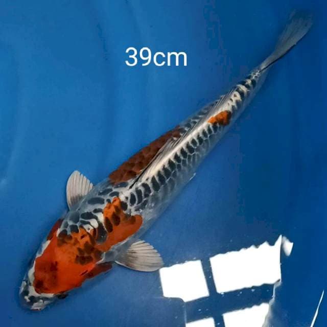 Kiko motoguro 39cm