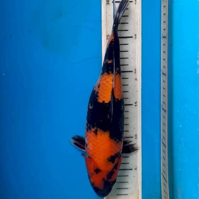 Hi showa 28cm