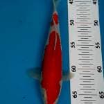 HQ KOHAKU 23 CM 