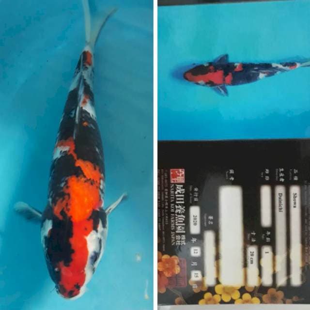 Showa Dainichi 32cm