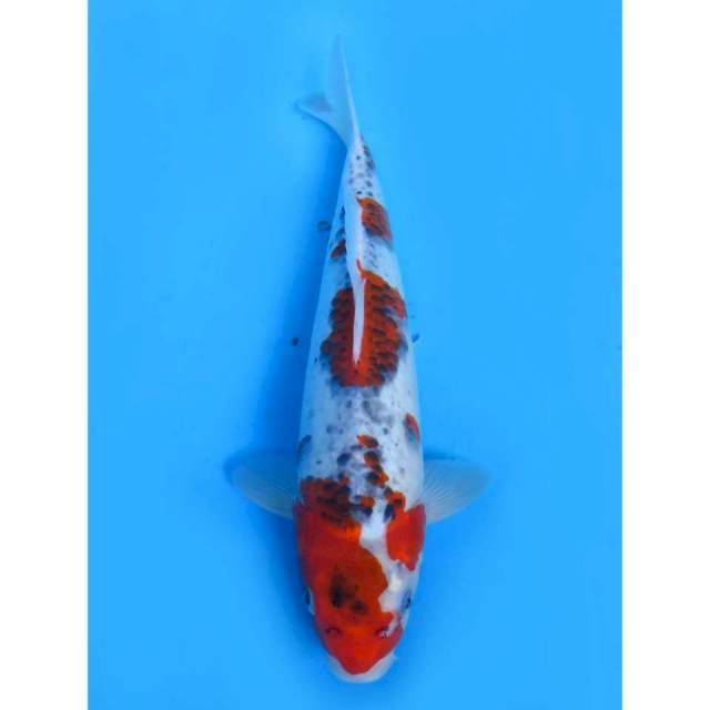 Red Sakura Ghosiki - 32cm