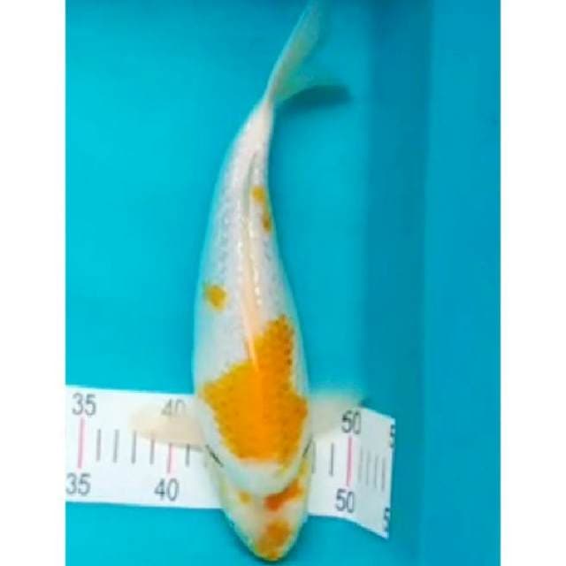 Hariwake Ginrin Punuk 32cm