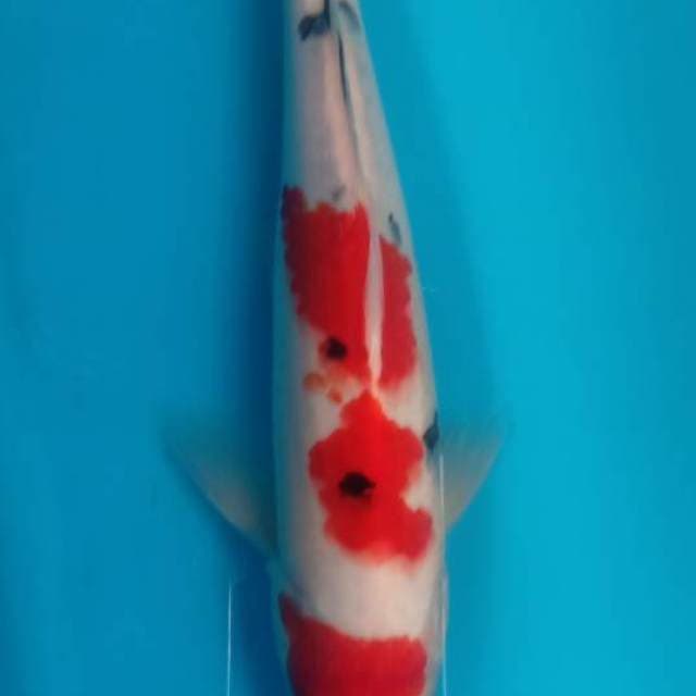 Maruten Sanke Merah 30cm