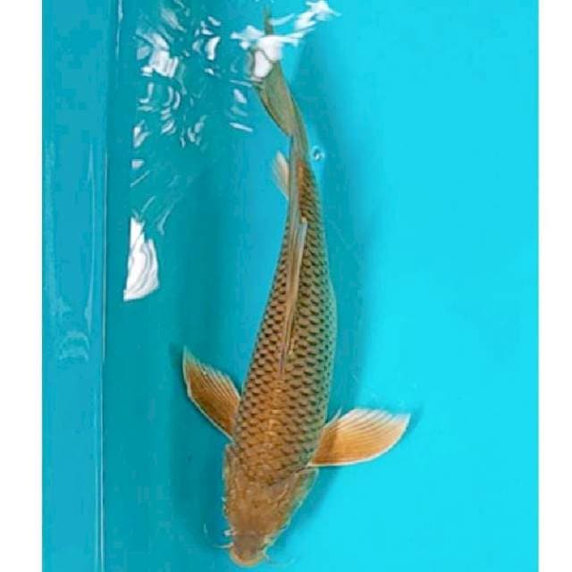 Kumpay Midori 33cm