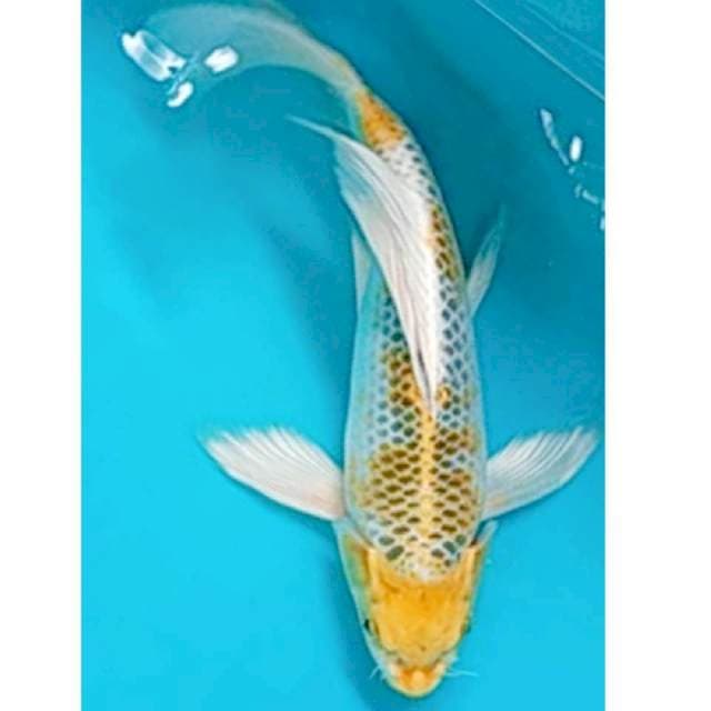 Kumpay Hariwake 29cm