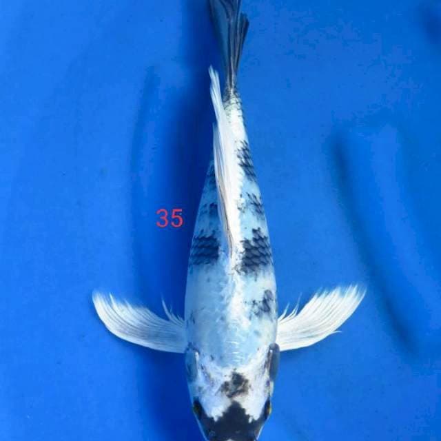 Kage kin shiro 35cm