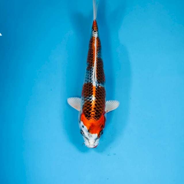 Kujaku, 24 cm