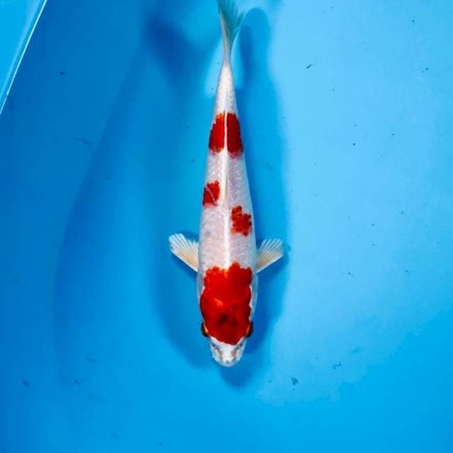 Sakura Ogon, 22 cm