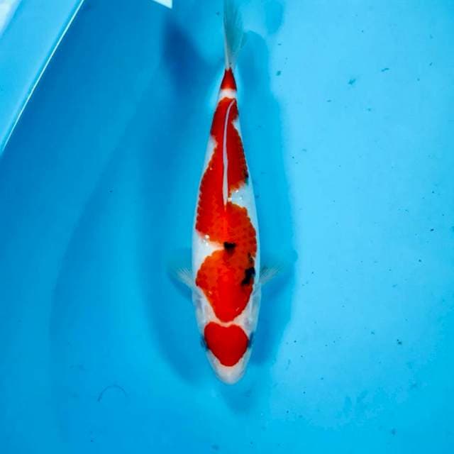 Sanke, 25 cm