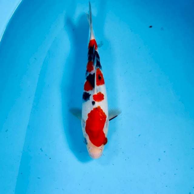 Sanke, 20 cm