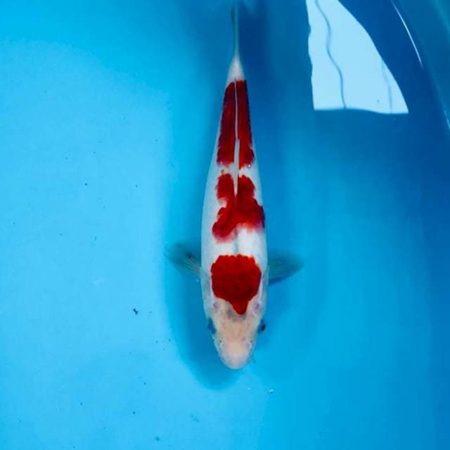 Ai Goromo, 25 cm