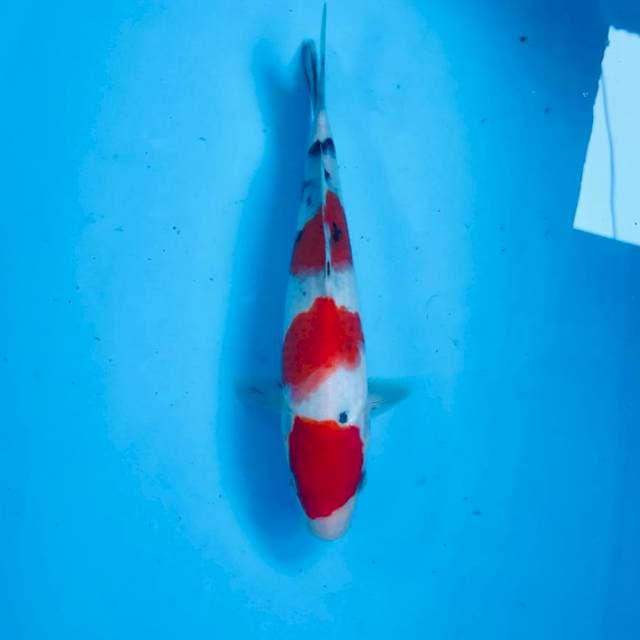 Sanke, 26 cm