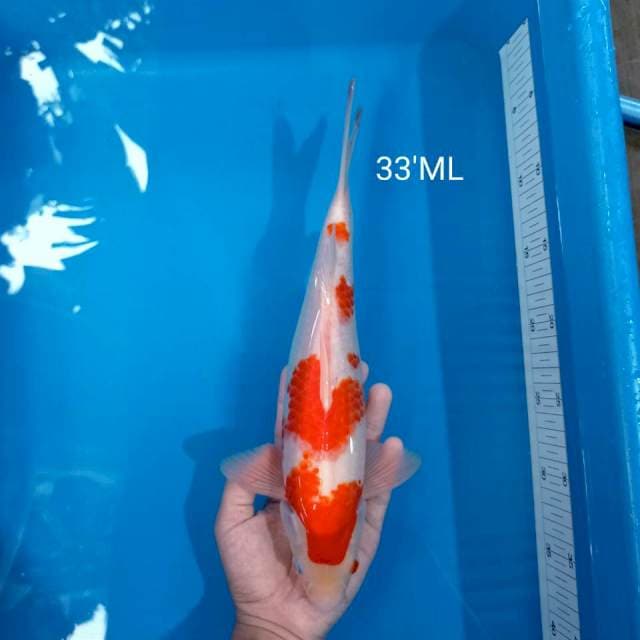 1. Kohaku Red Blood