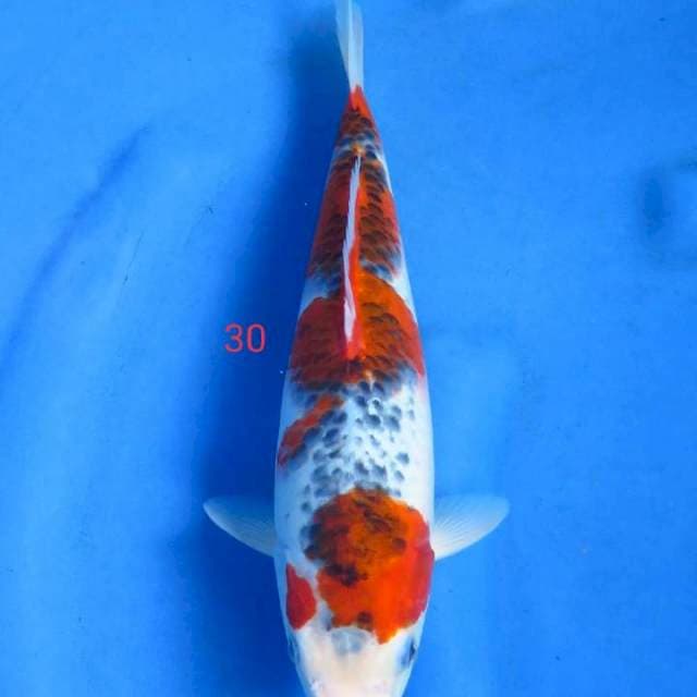 Goshiki 30cm