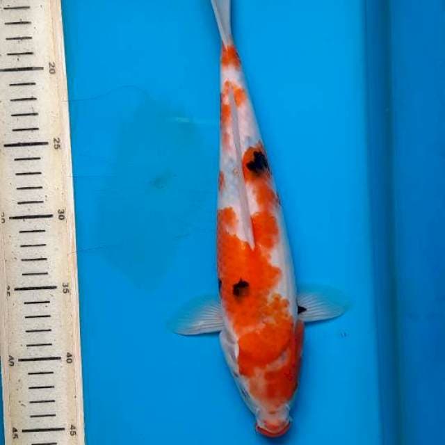 Tategoi showa 30cm 