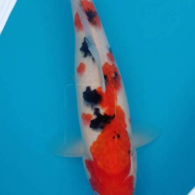 Sanke 32cm