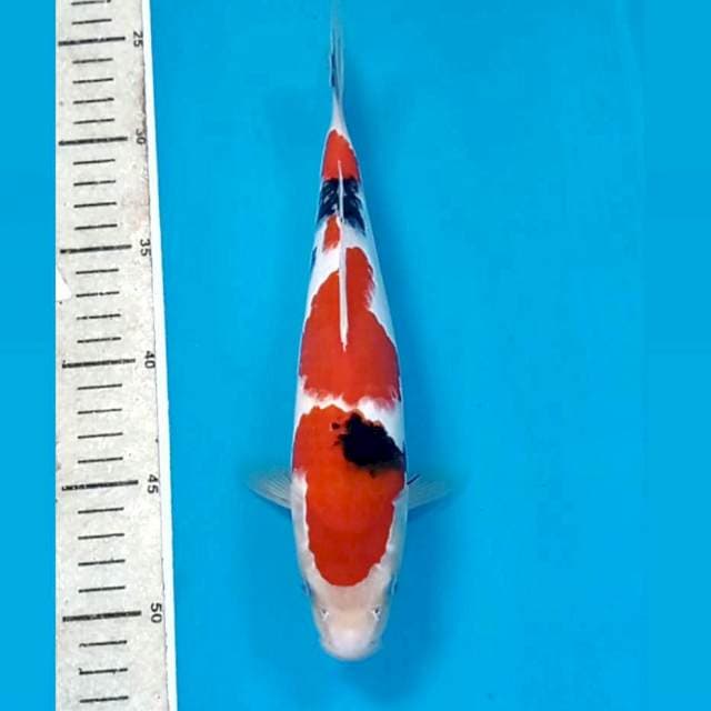 Sanke, 25 cm
