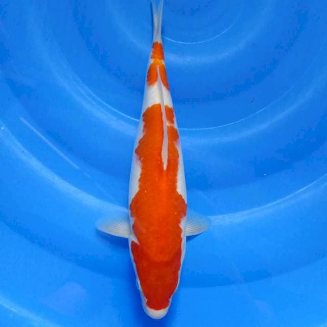 Kohaku 33cm