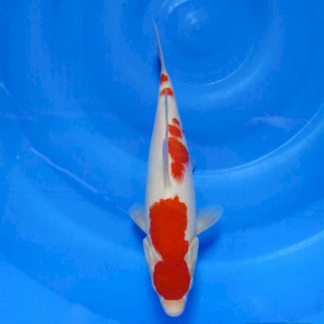 Kohaku 28cm strong