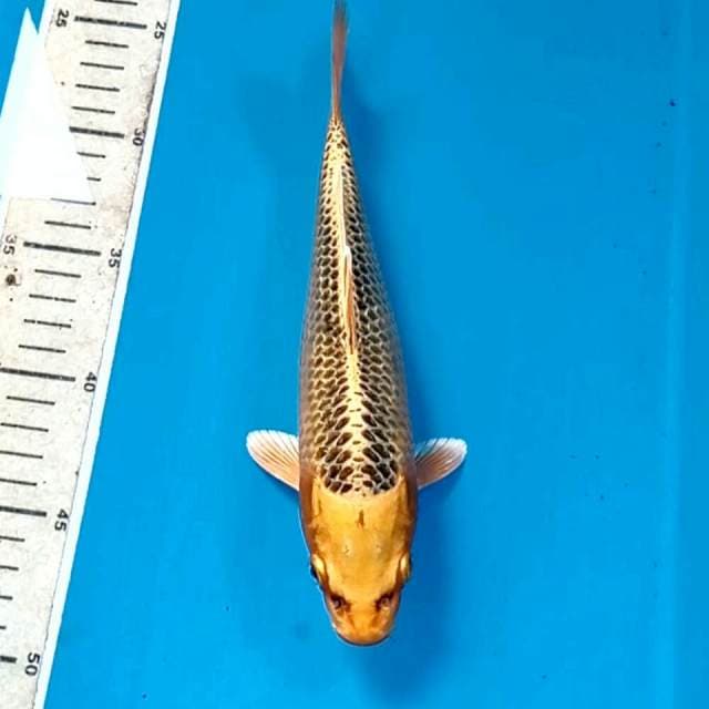 Kin matsuba, 23 cm