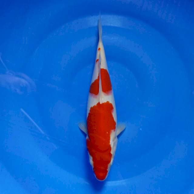 Kohaku strong 29cm