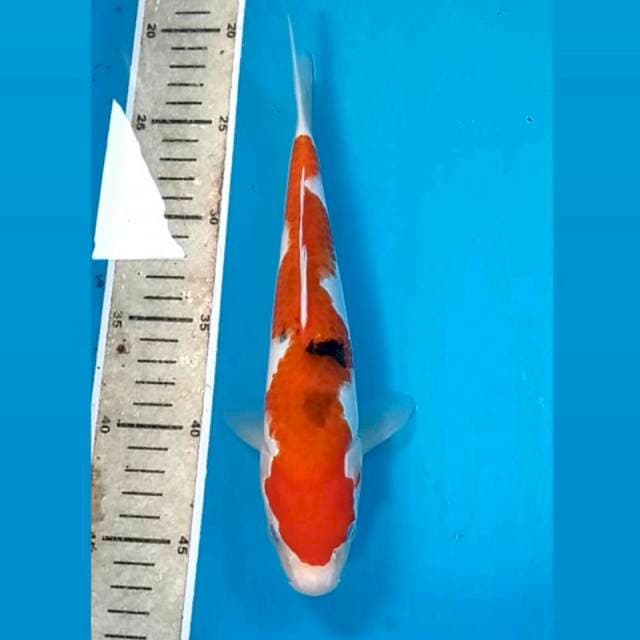 Sanke, 25 cm