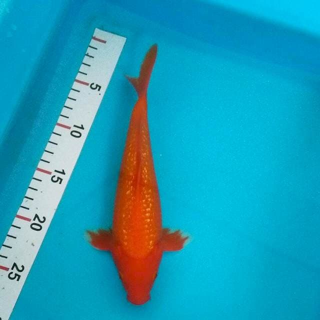 Benigoi ginrin/24cm