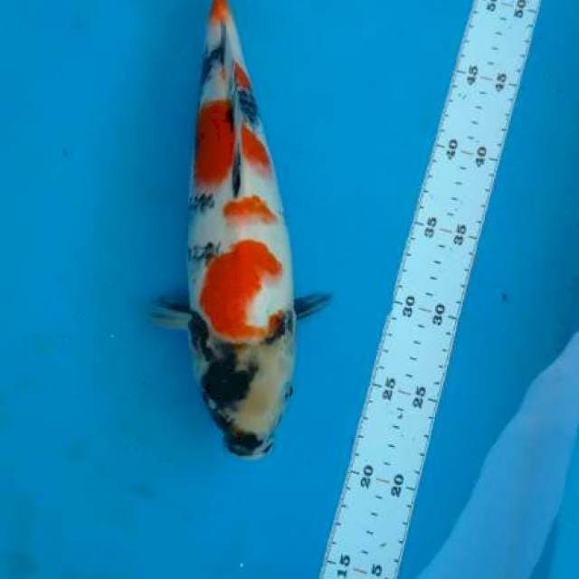 Showa 35cm