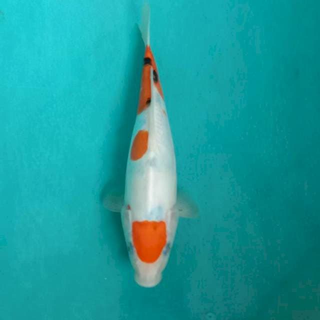 Showa Doitsu 25cm