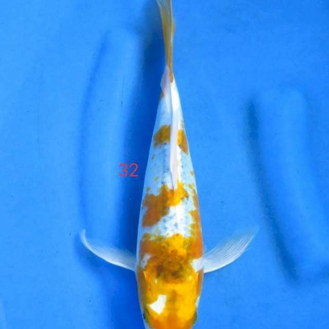 Hariwake 32cm