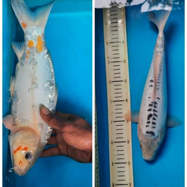 Shusui 37cm 