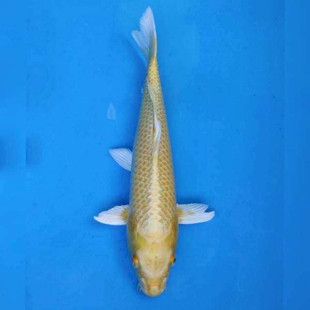 Ogon import non serti