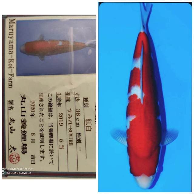 Maruyama kohaku