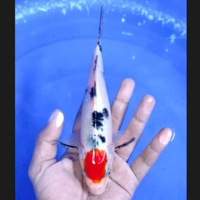 1. Tancho Sanke 21 cm || Jantan