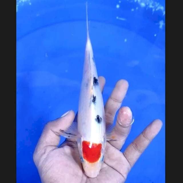2. Tancho Sanke Ori 21cm || Jantan 