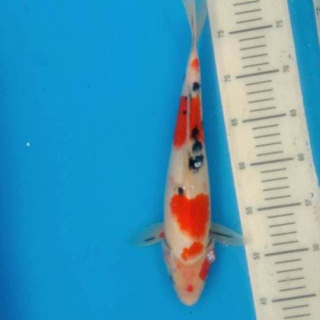 Sanke merah tategoi 34cm..calon