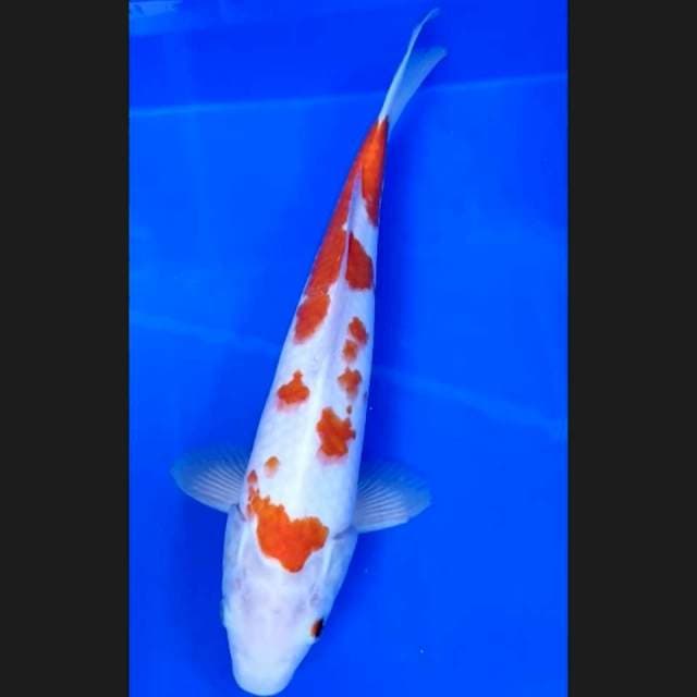 4. Kohaku Sakura || 33 cm