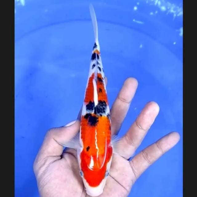 5. Sanke Quality Ori || 21 cm