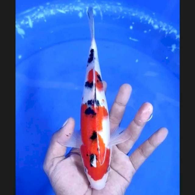 7. Sanke Original 24 cm || Jantan 