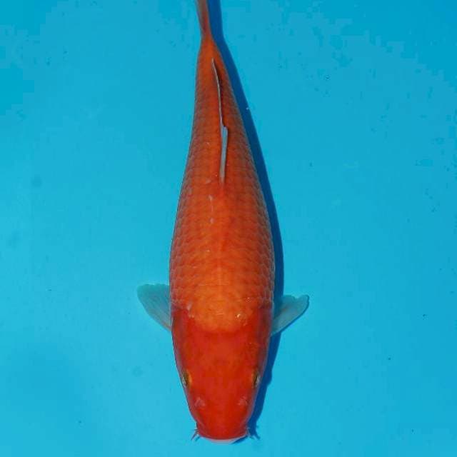 Aka hajiro 38cm 
