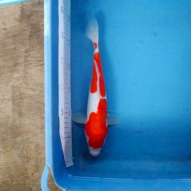 Kohaku Doitsu 28 cm male