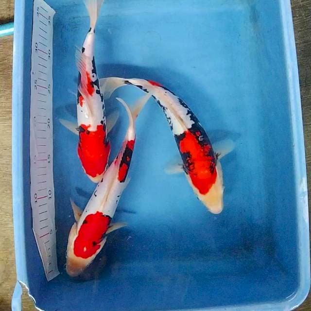 Paket benikumon 30 cm