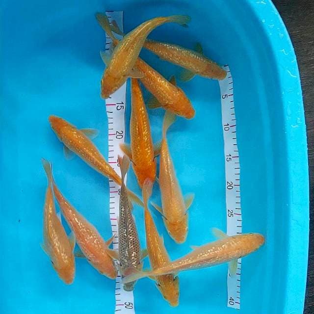 Ginrin 11 ekor 22-25cm