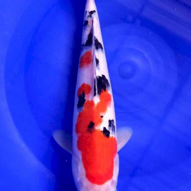 Bozu Sanke, male 29cm