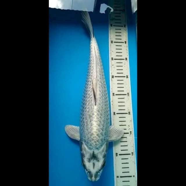 MUKASHI GINRIN SUPER PUNUK 41 Cm