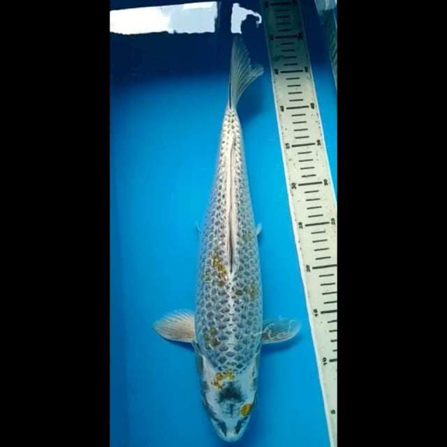 MUKASHI GINRIN SUPER PUNUK 42 Cm