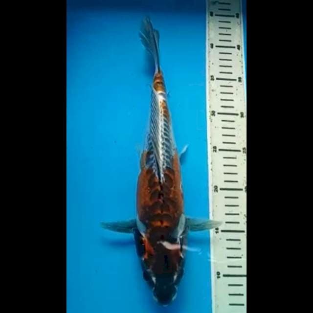 KIKOKURYU PUNUK 34 Cm