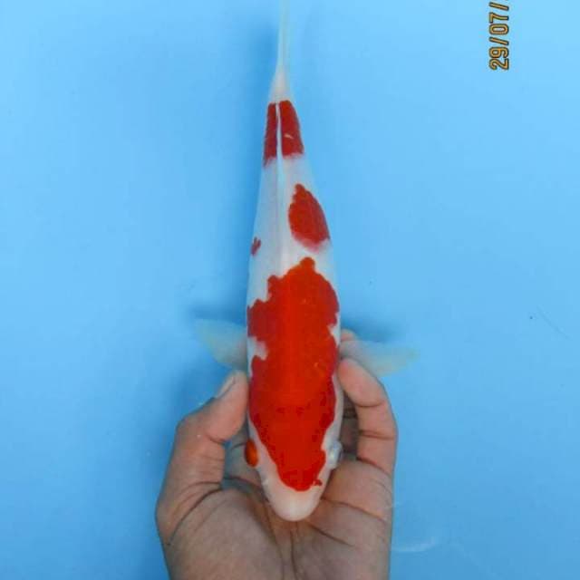 Kohaku